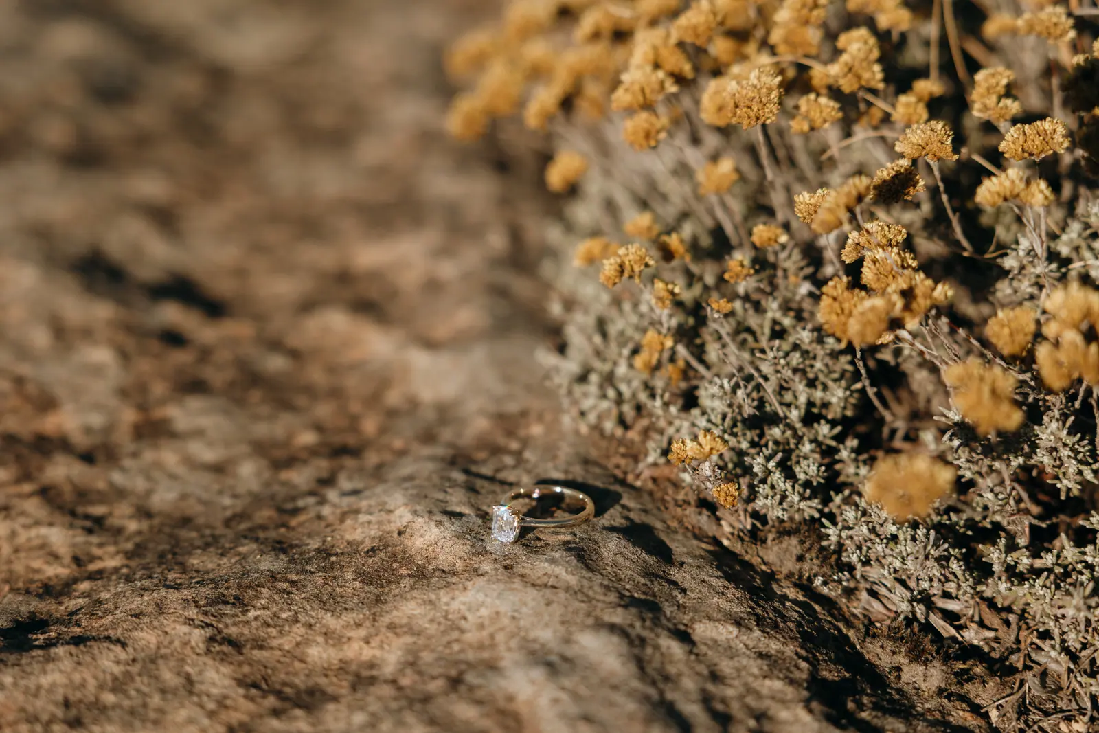 The ring hidden in the mountain flowers