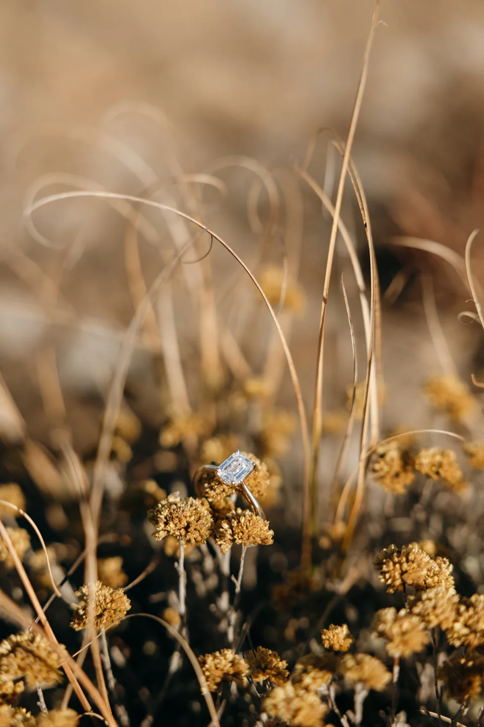 The engagement ring tucked among the mountain flowers